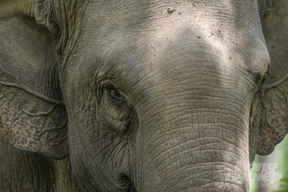 Asian elephants ethically at Yok Don National Park, Dak Lak, Vietnam